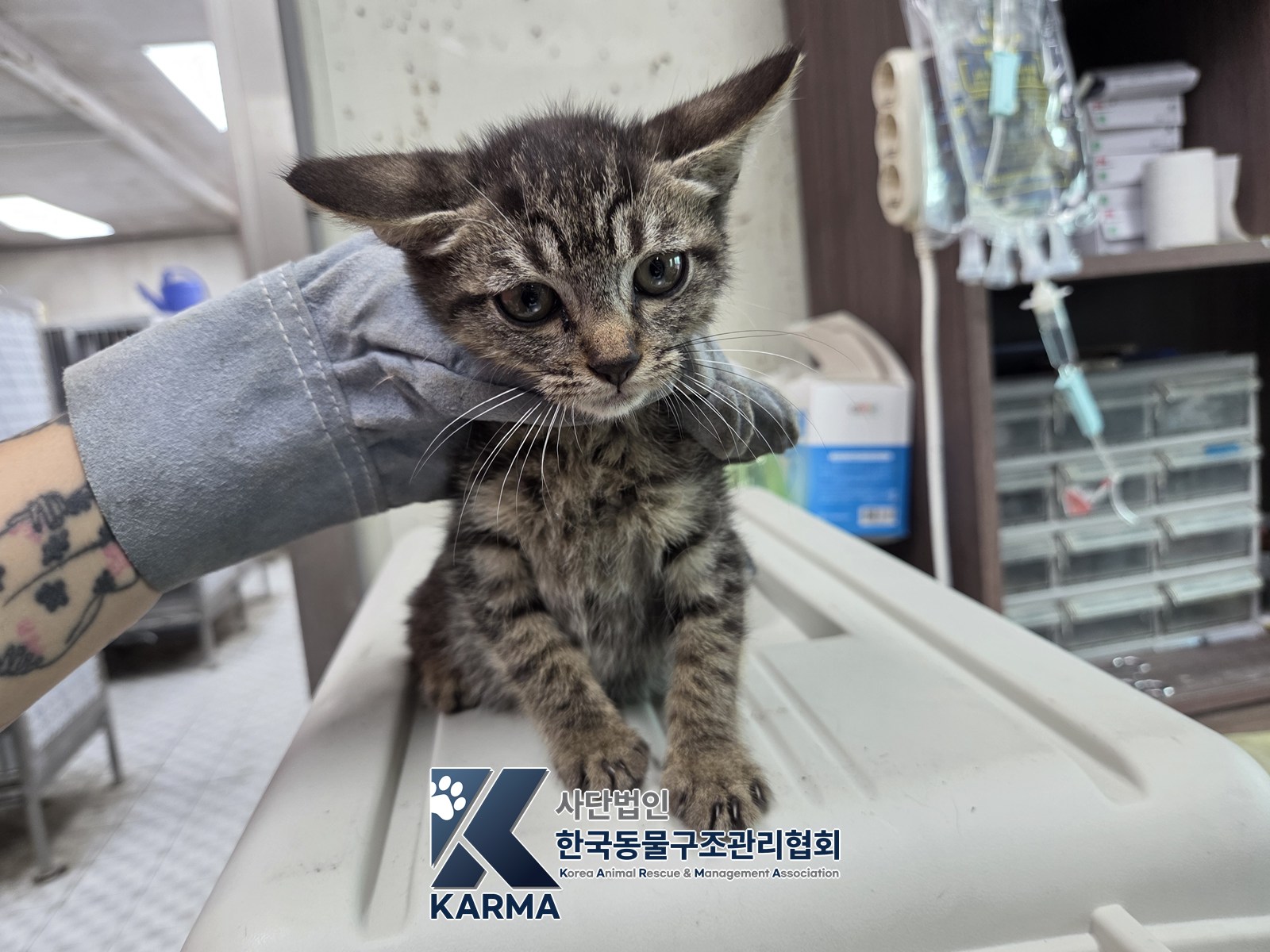 보호 중인 한국 고양이