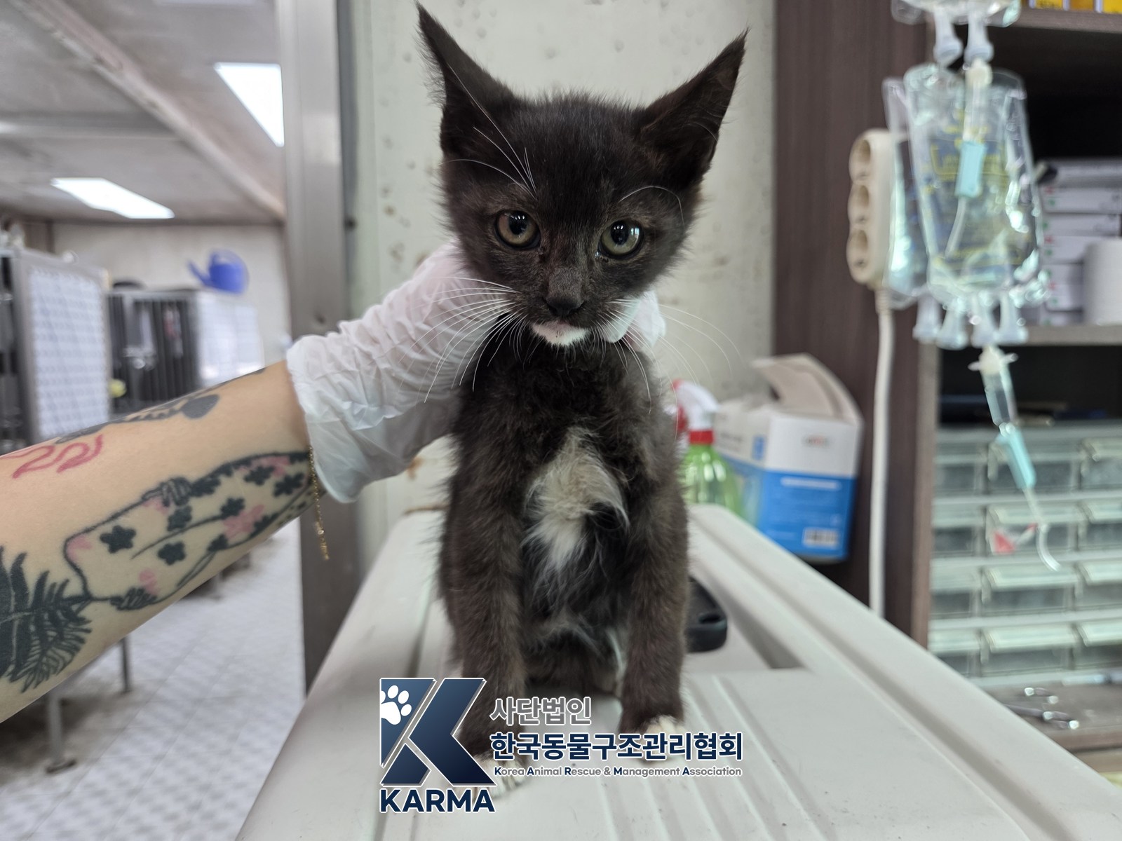 보호 중인 한국 고양이