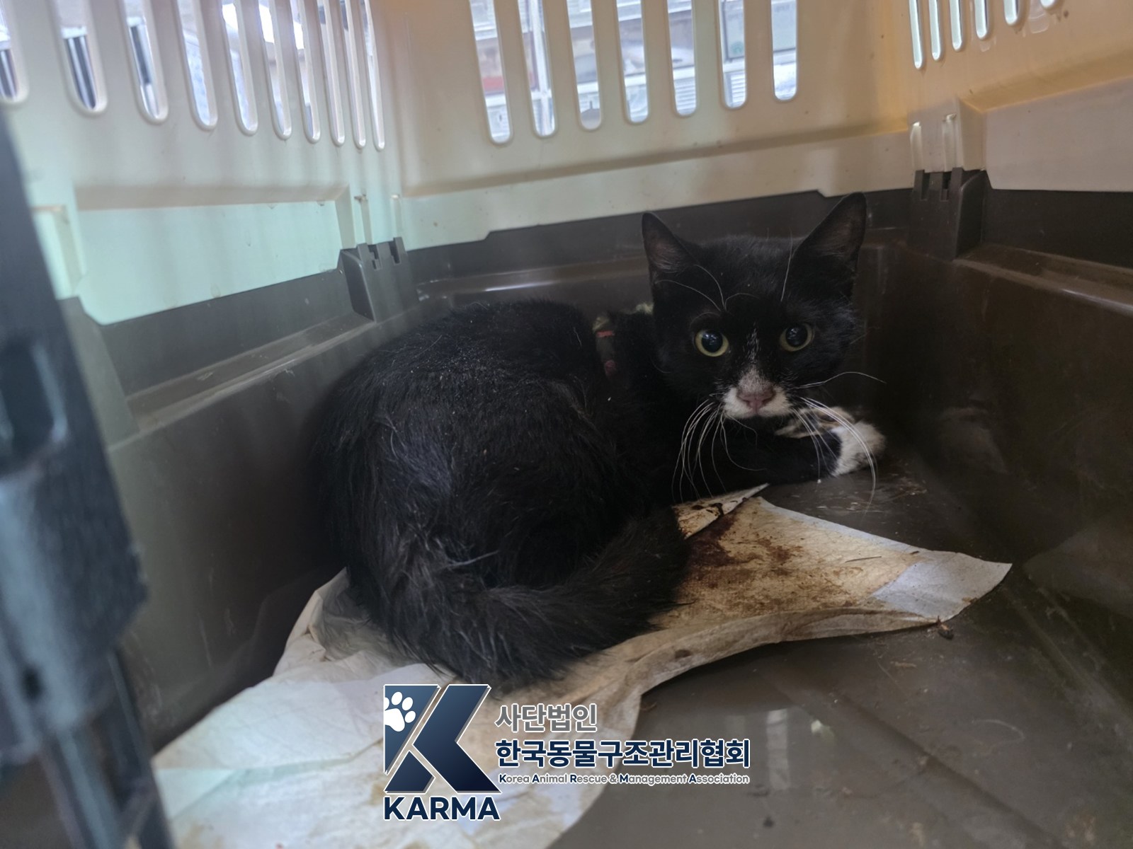 보호 중인 한국 고양이