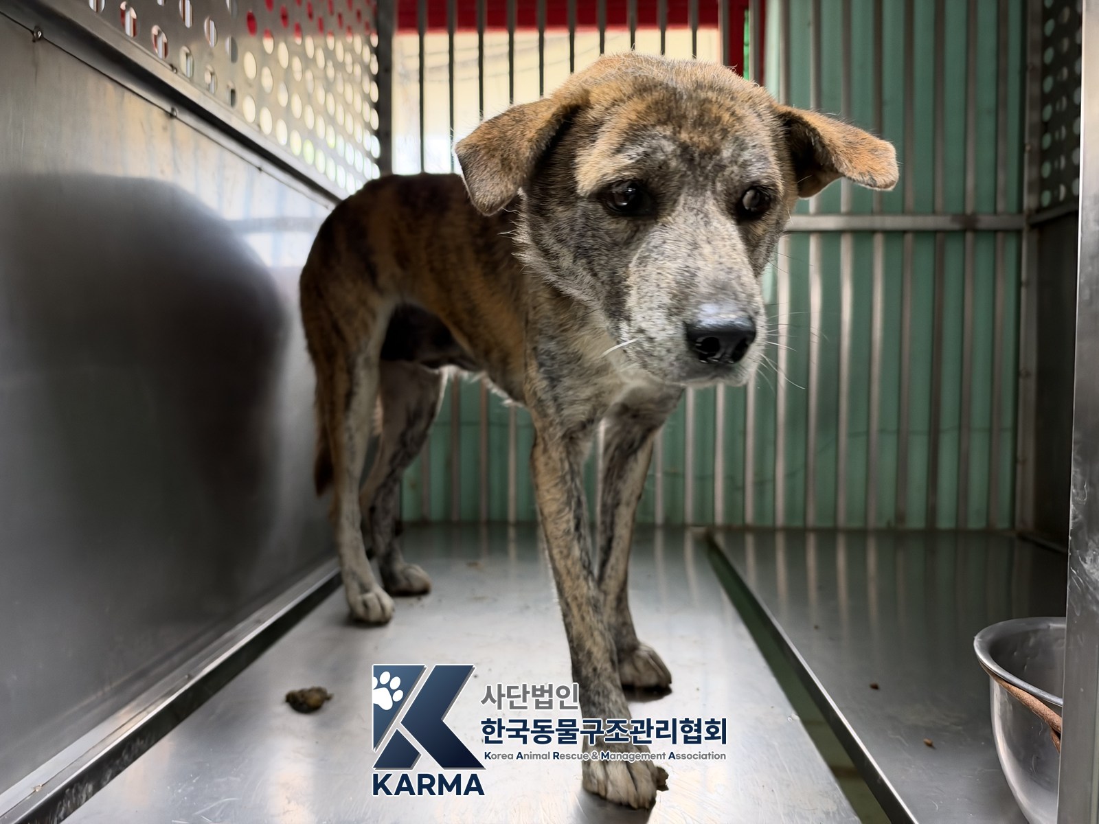 보호 중인 믹스견