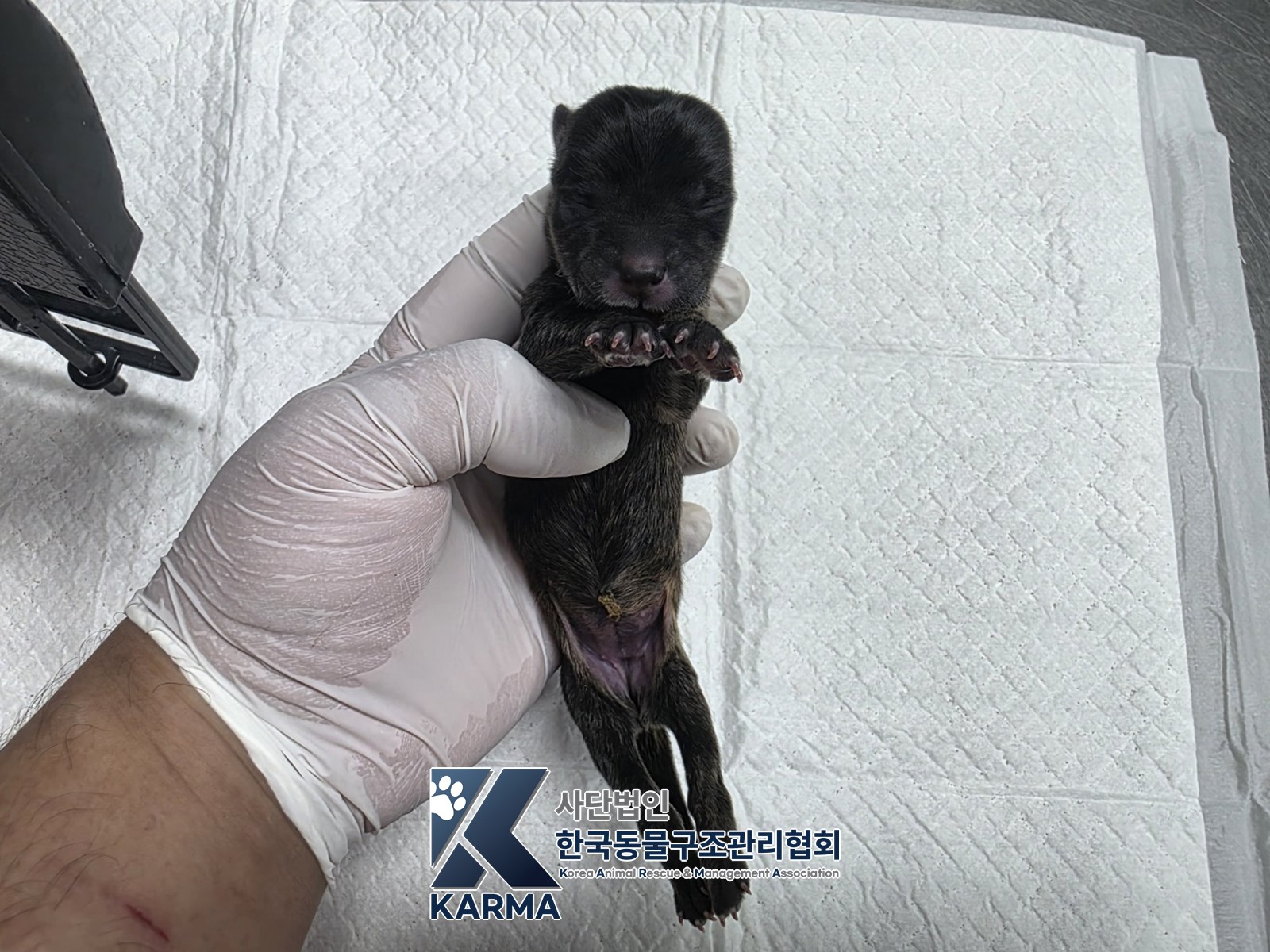 보호 중인 믹스견