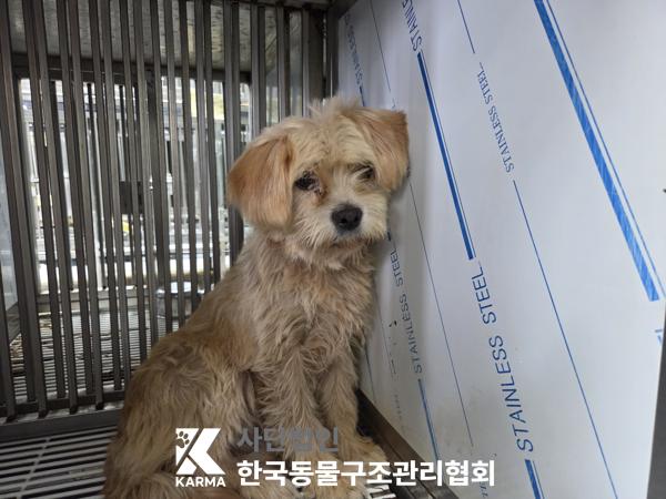 보호 중인 믹스견