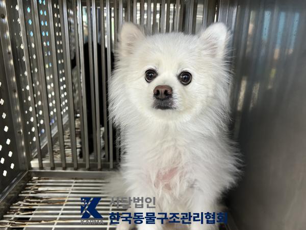 보호 중인 스피츠