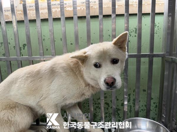 보호 중인 믹스견