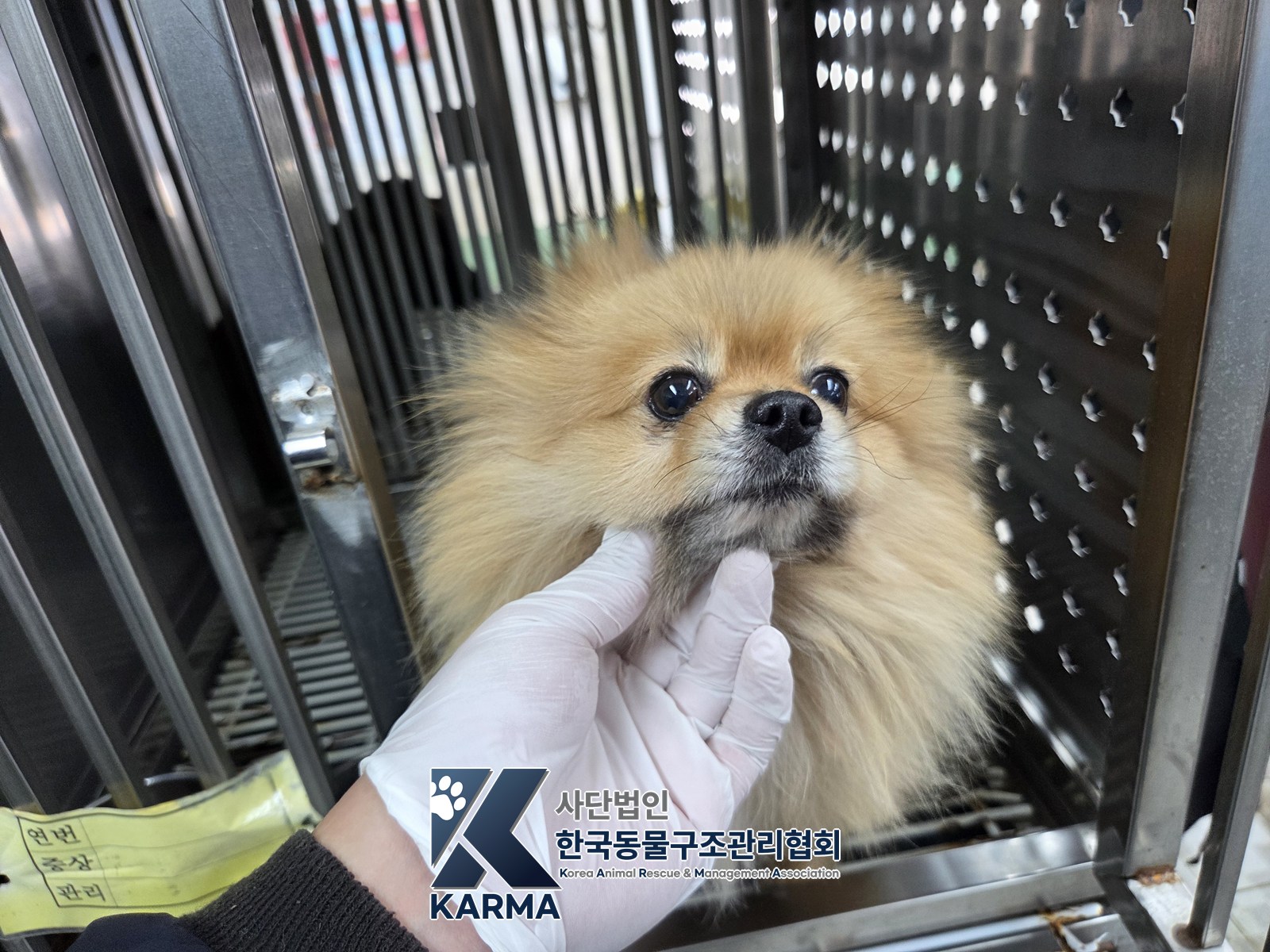 보호 중인 포메라니안