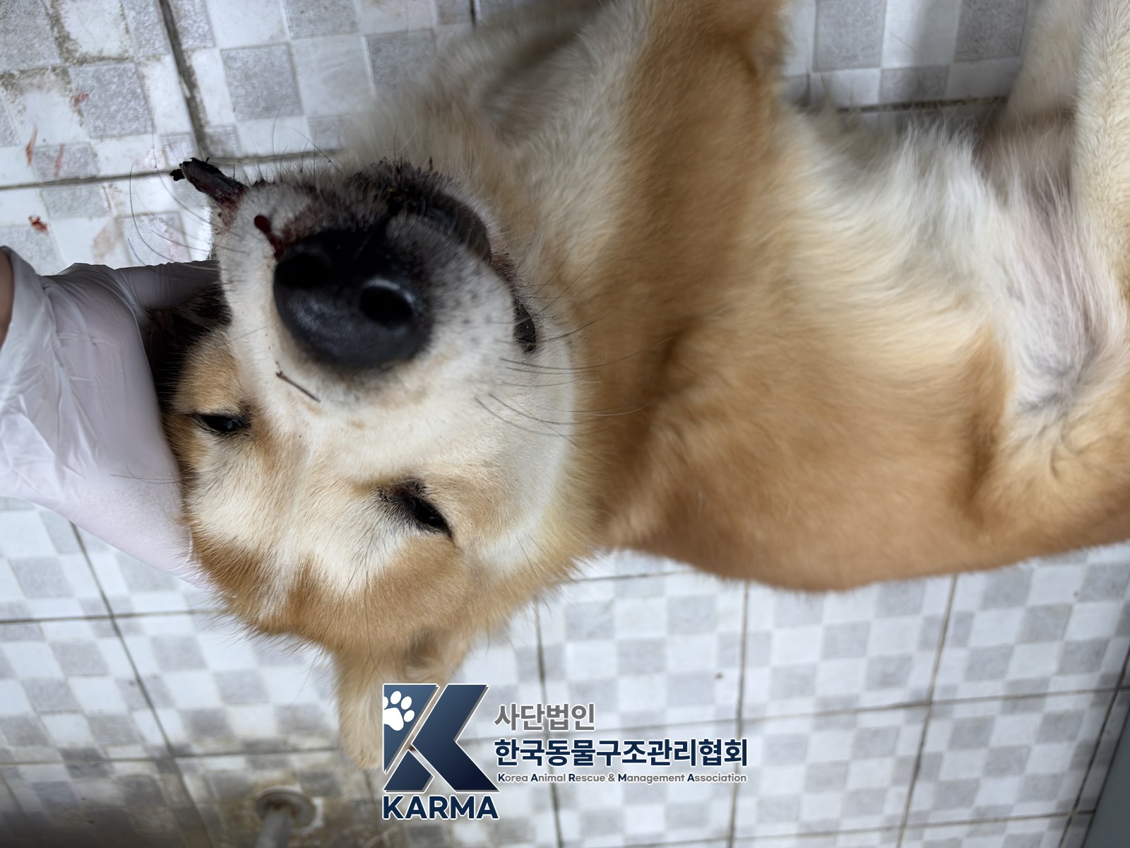 보호 중인 믹스견
