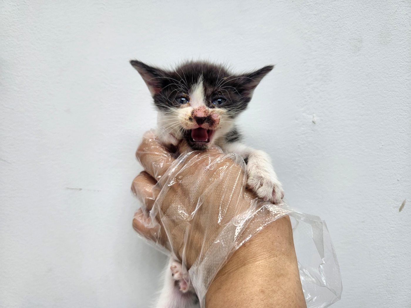 보호 중인 한국 고양이