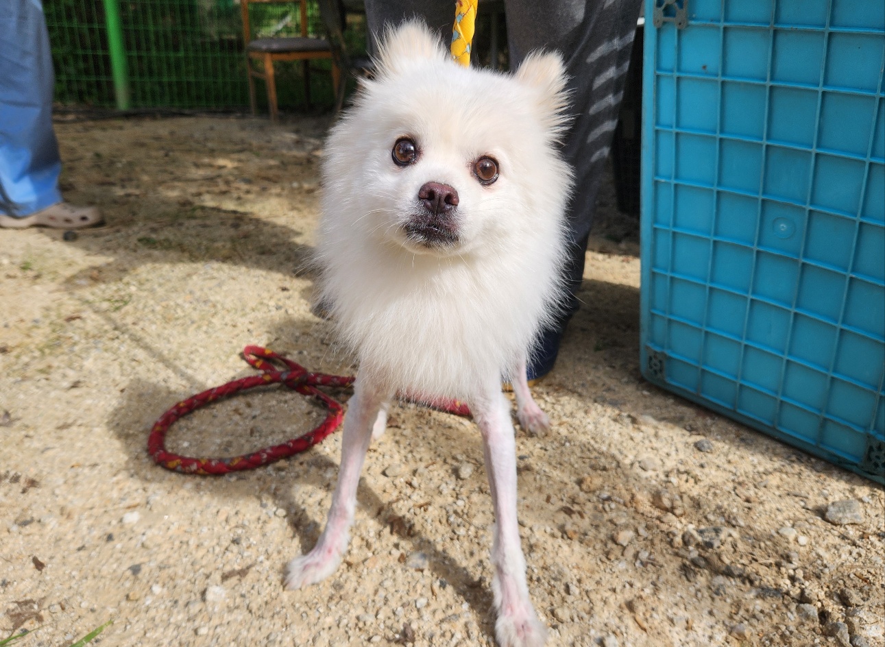 보호 중인 폼피츠