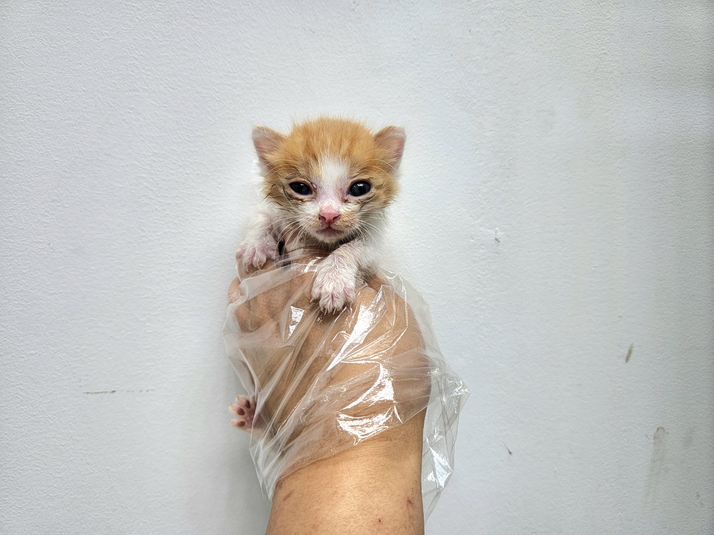 보호 중인 한국 고양이