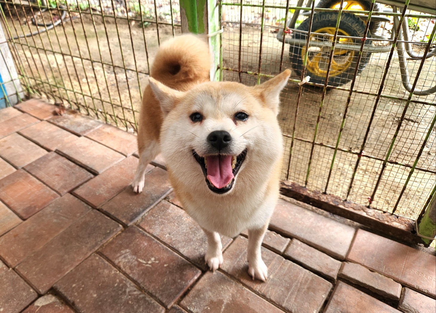 보호 중인 시바