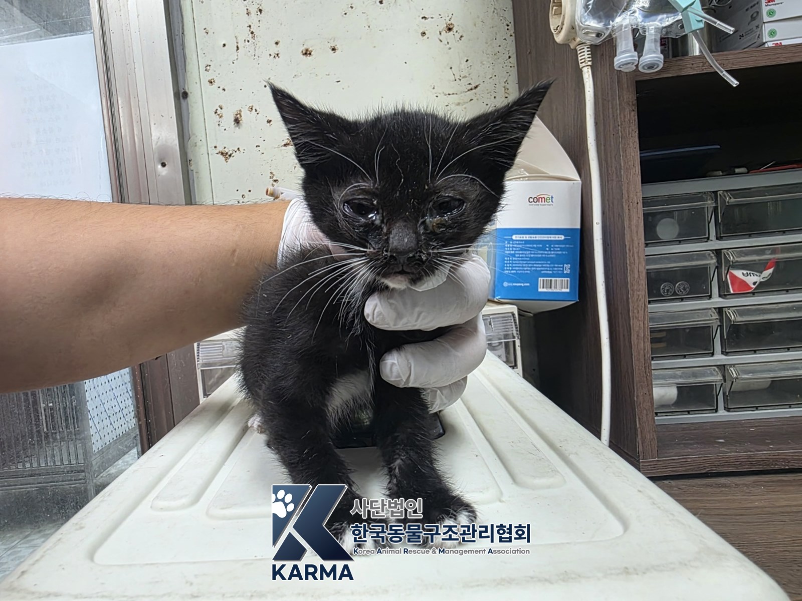 보호 중인 한국 고양이
