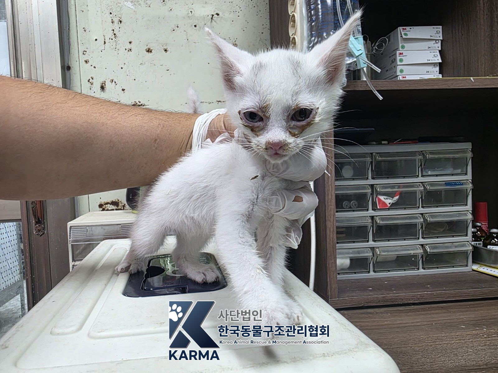 보호 중인 한국 고양이