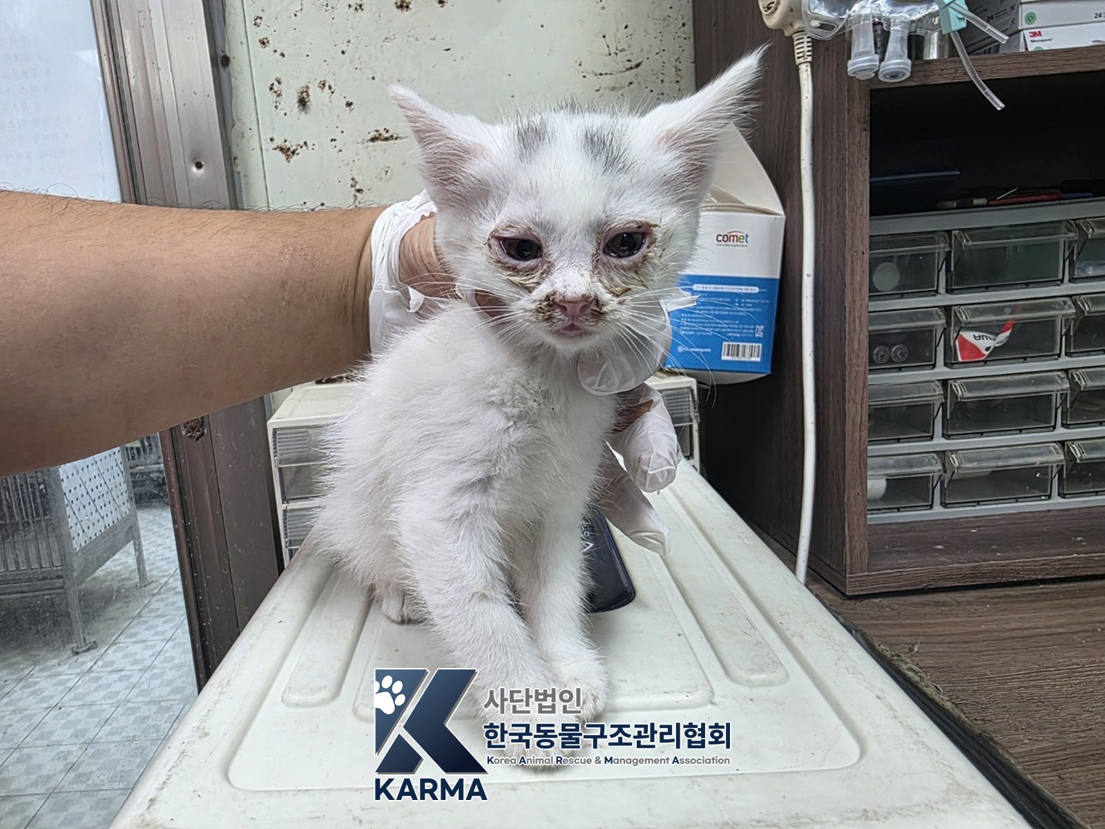 보호 중인 한국 고양이