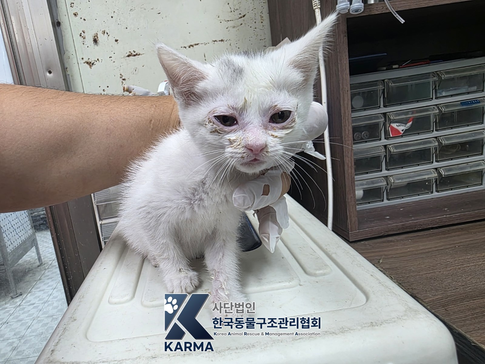 보호 중인 한국 고양이