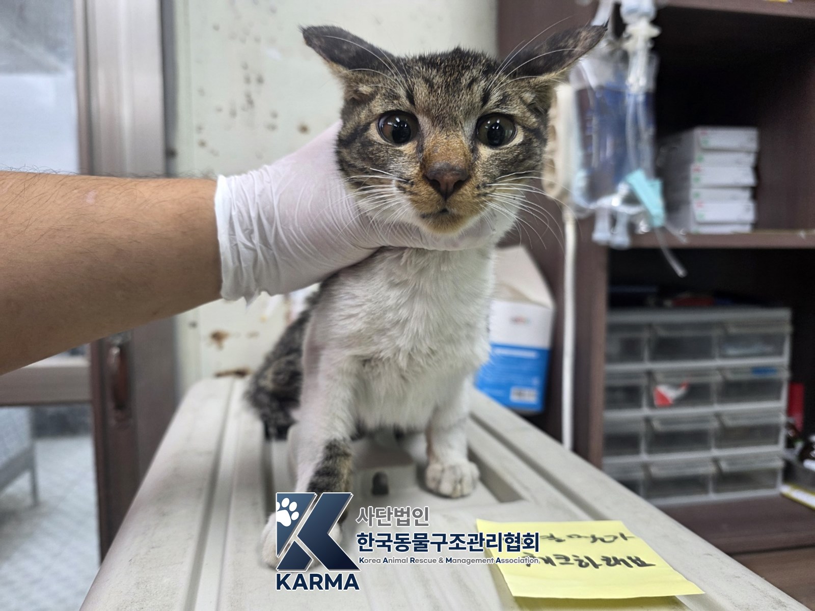 보호 중인 한국 고양이