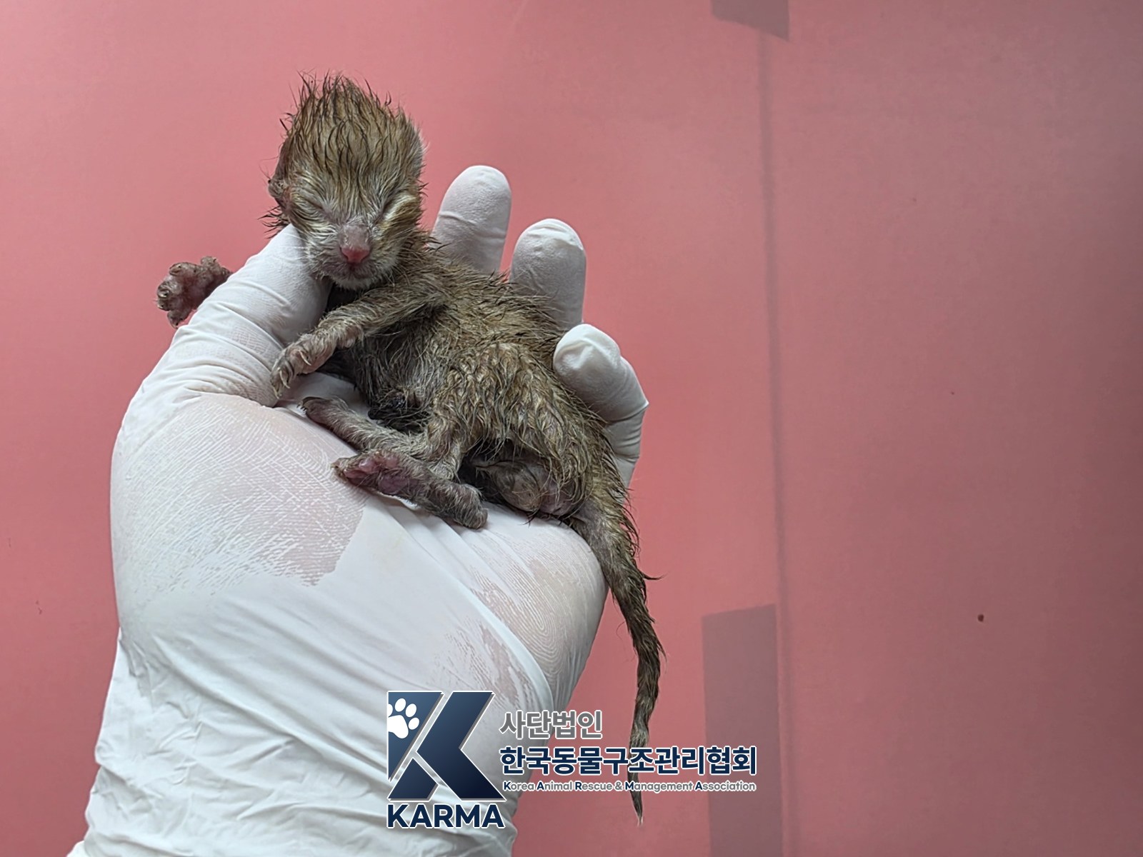 보호 중인 한국 고양이
