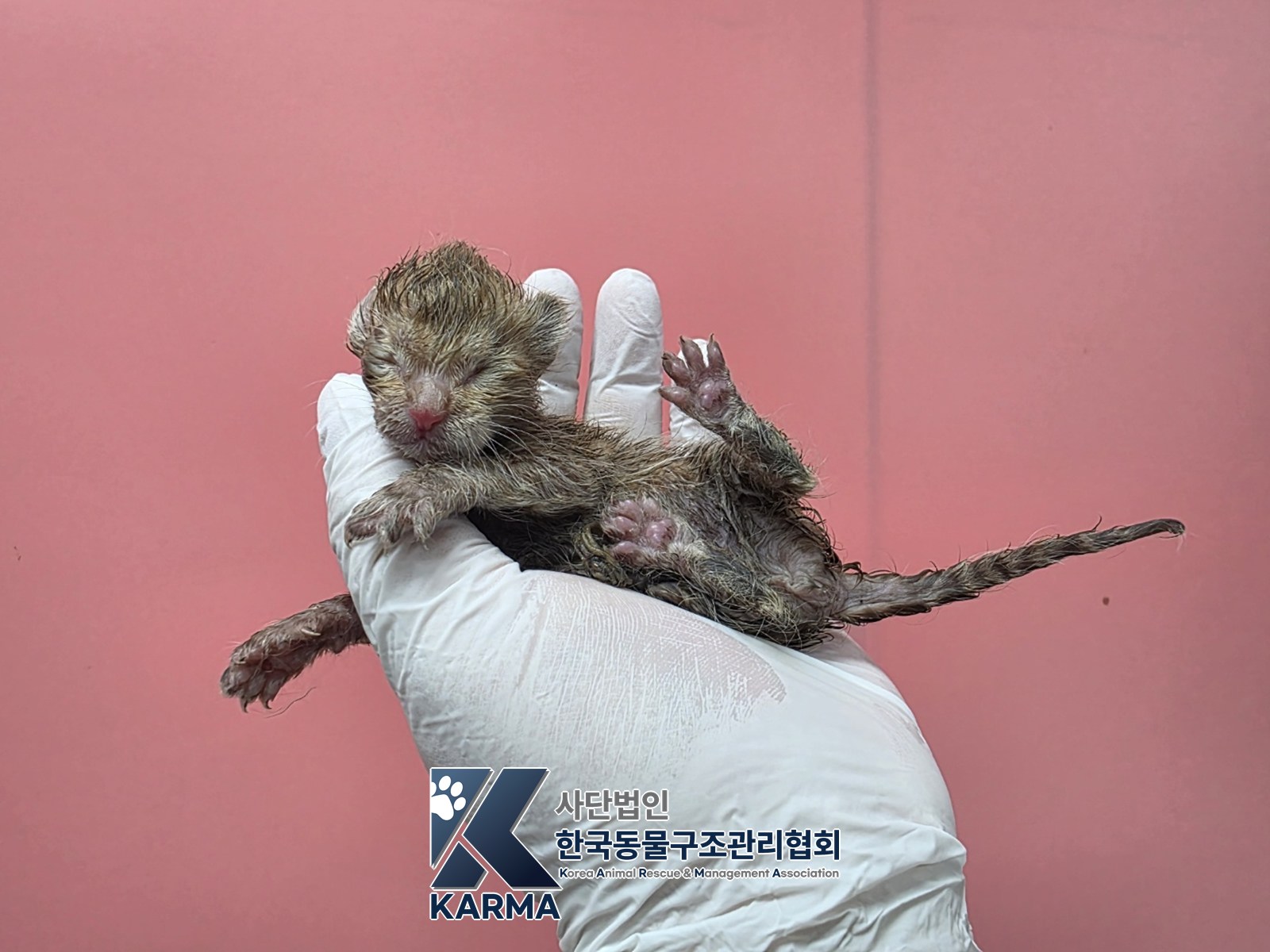 보호 중인 한국 고양이