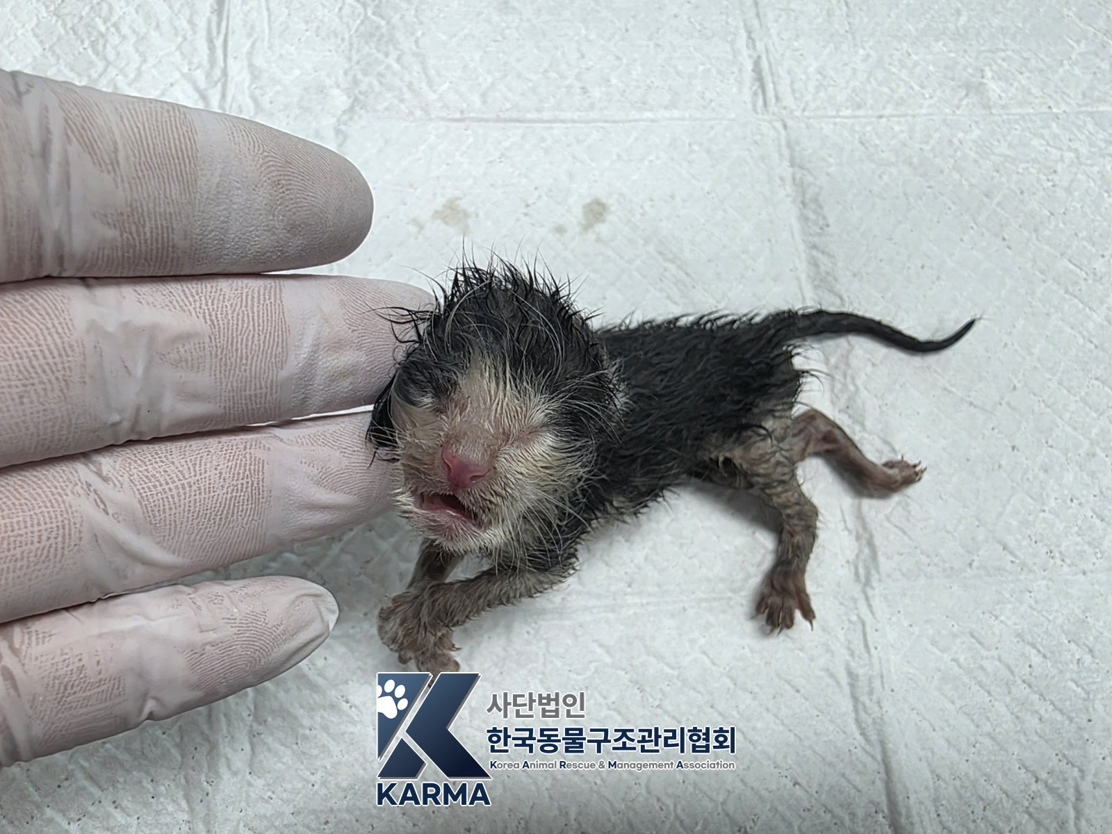 보호 중인 한국 고양이