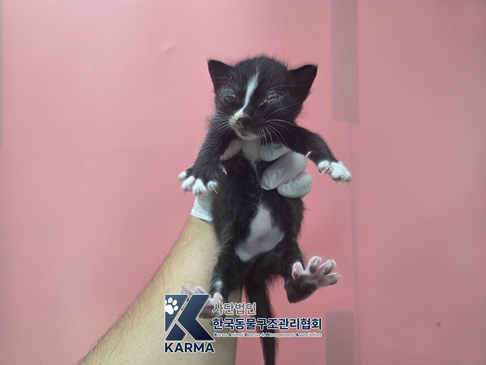 보호 중인 한국 고양이