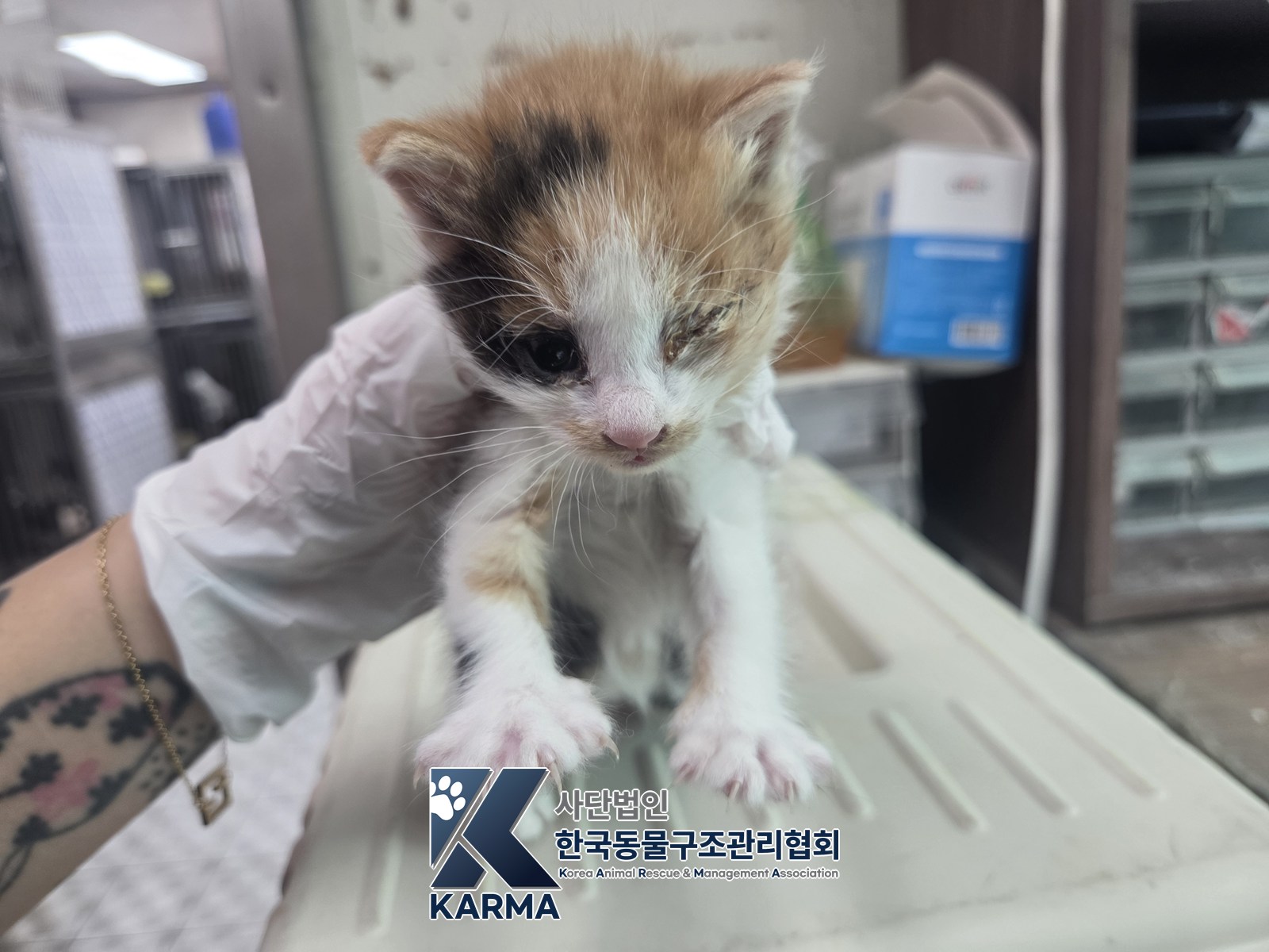 보호 중인 한국 고양이