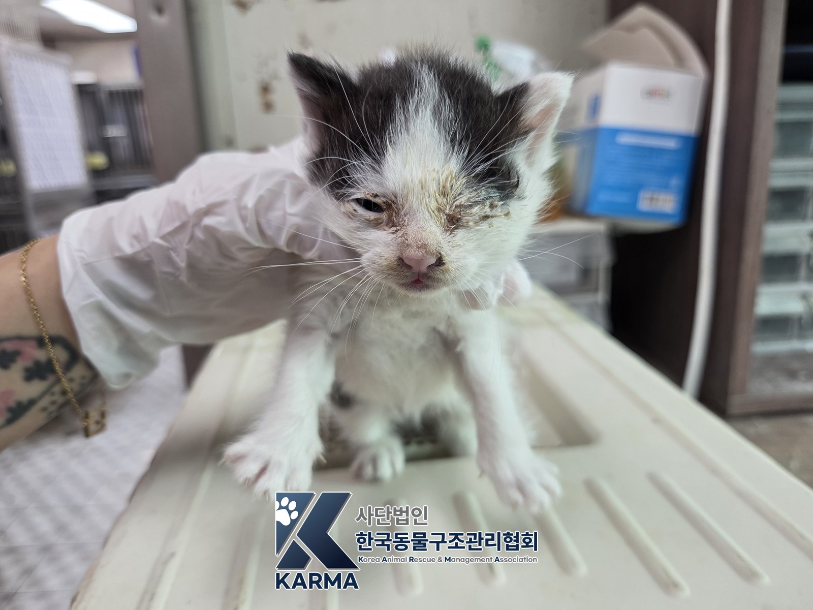 보호 중인 한국 고양이