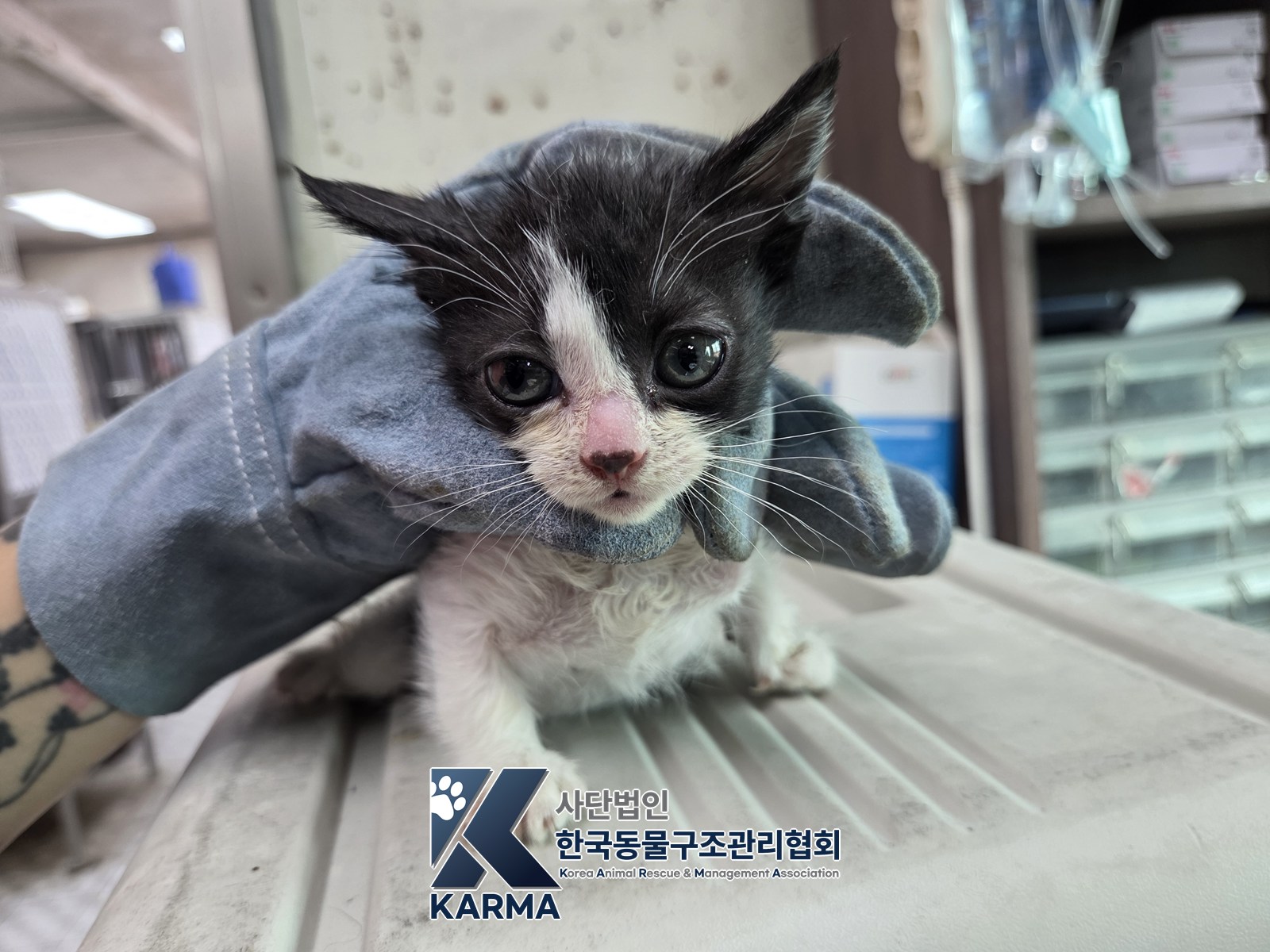 보호 중인 한국 고양이