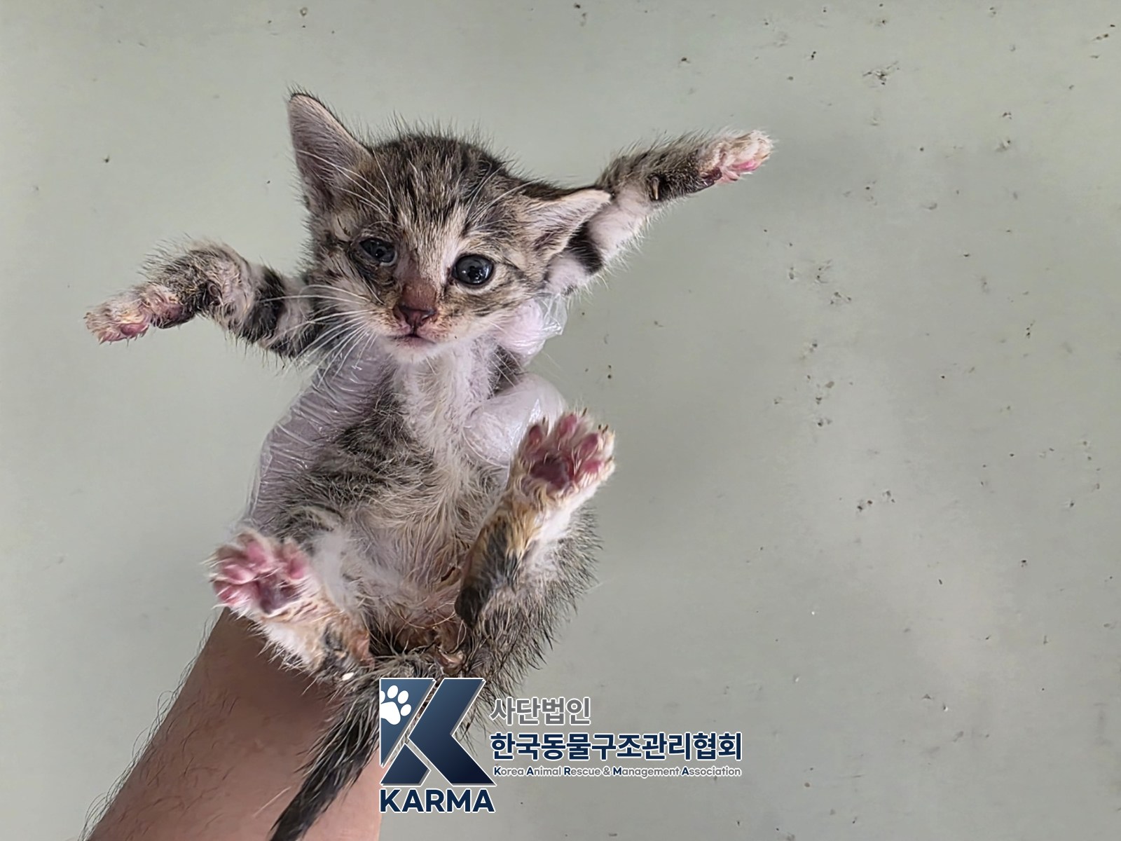 보호 중인 한국 고양이