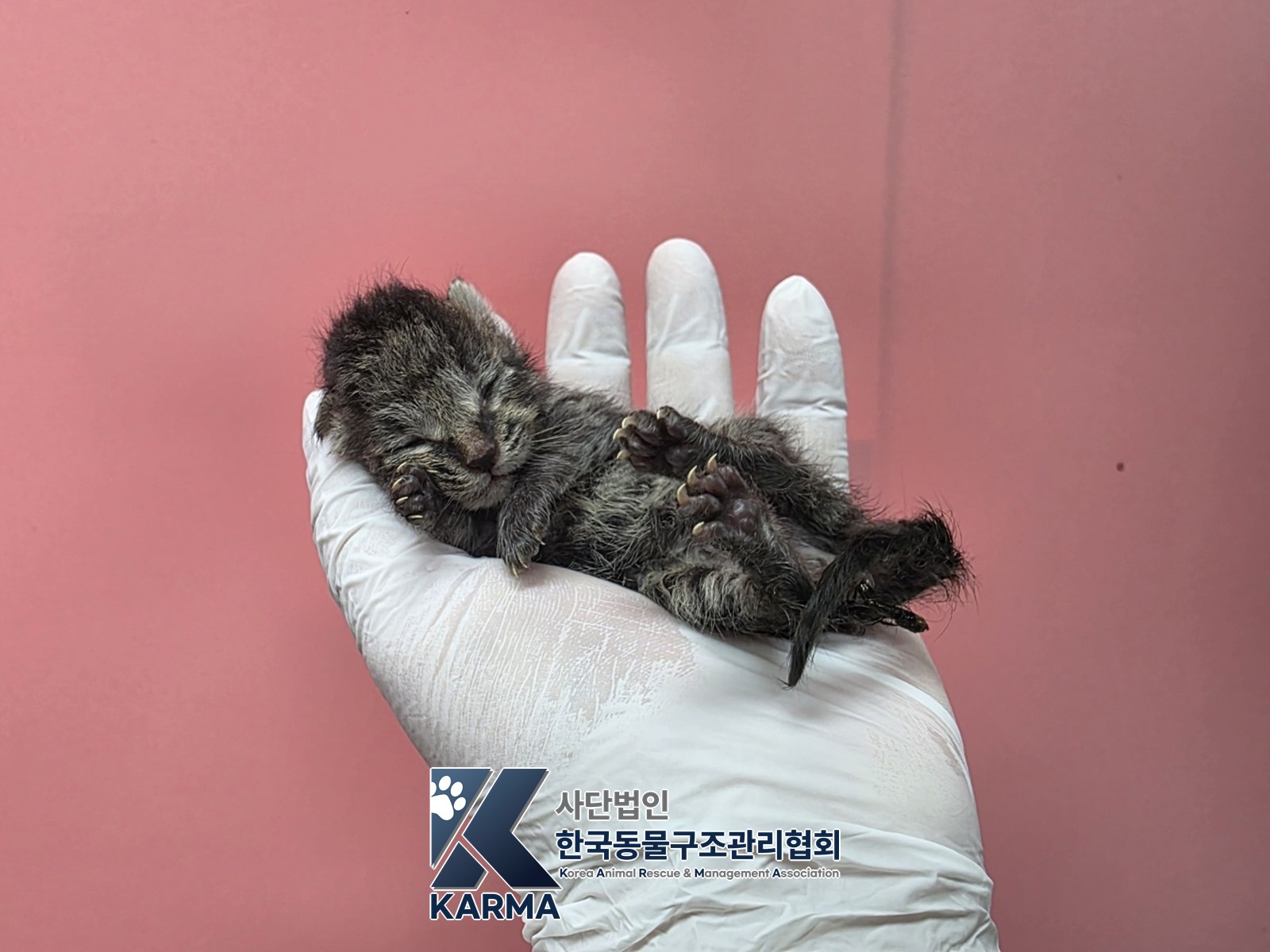 보호 중인 한국 고양이