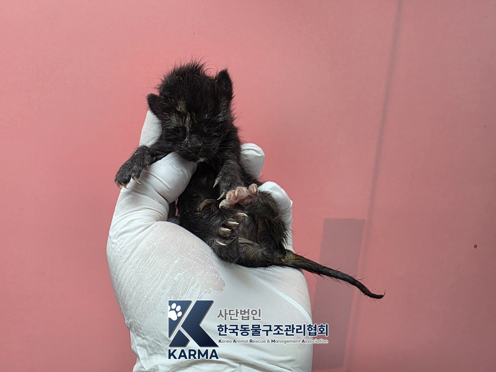 보호 중인 한국 고양이