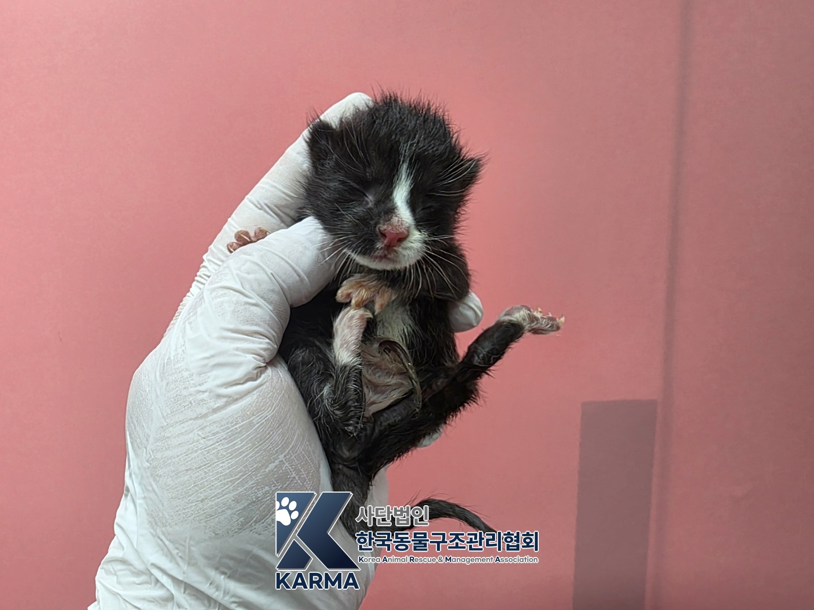 보호 중인 한국 고양이