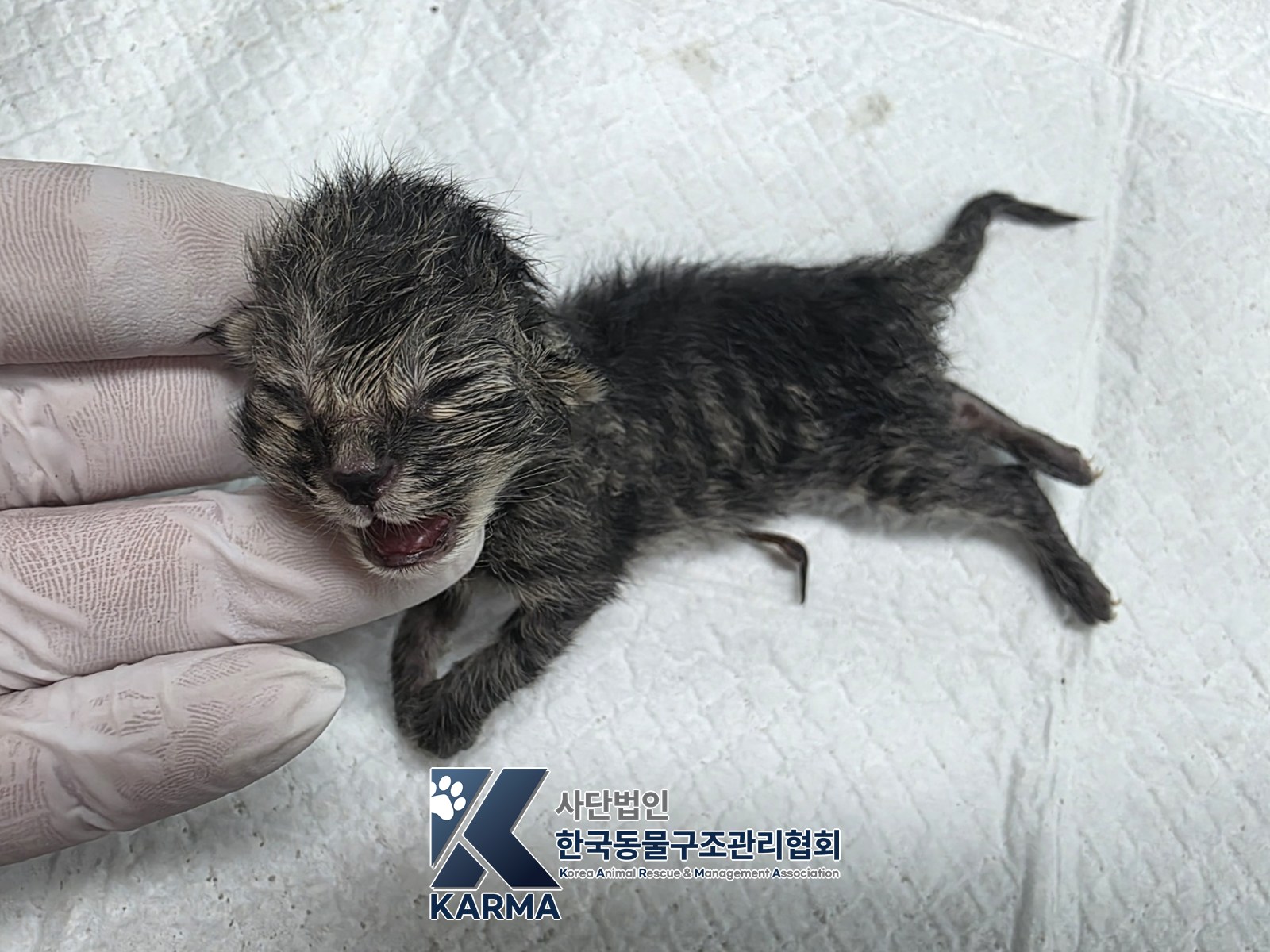 보호 중인 한국 고양이