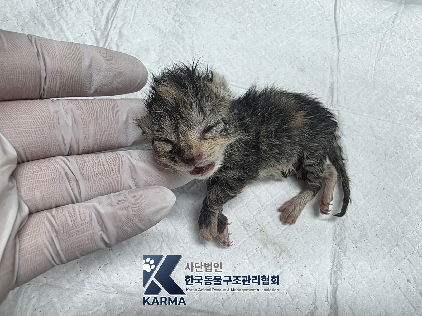 보호 중인 한국 고양이