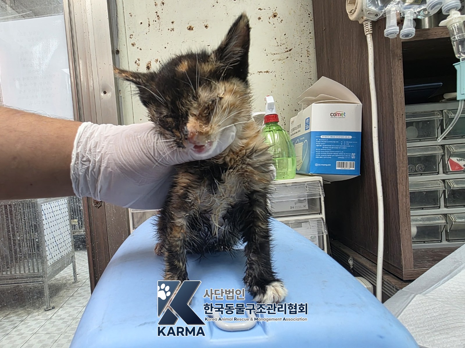 보호 중인 한국 고양이