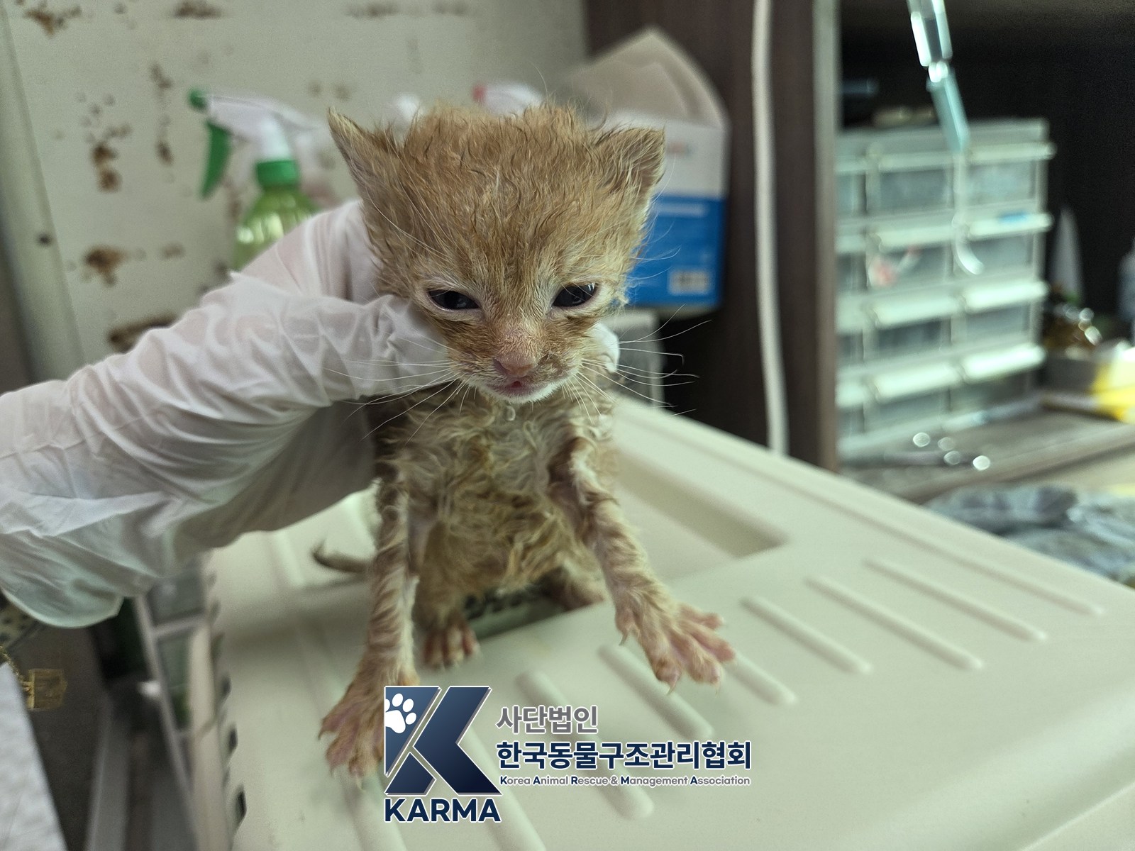 보호 중인 한국 고양이
