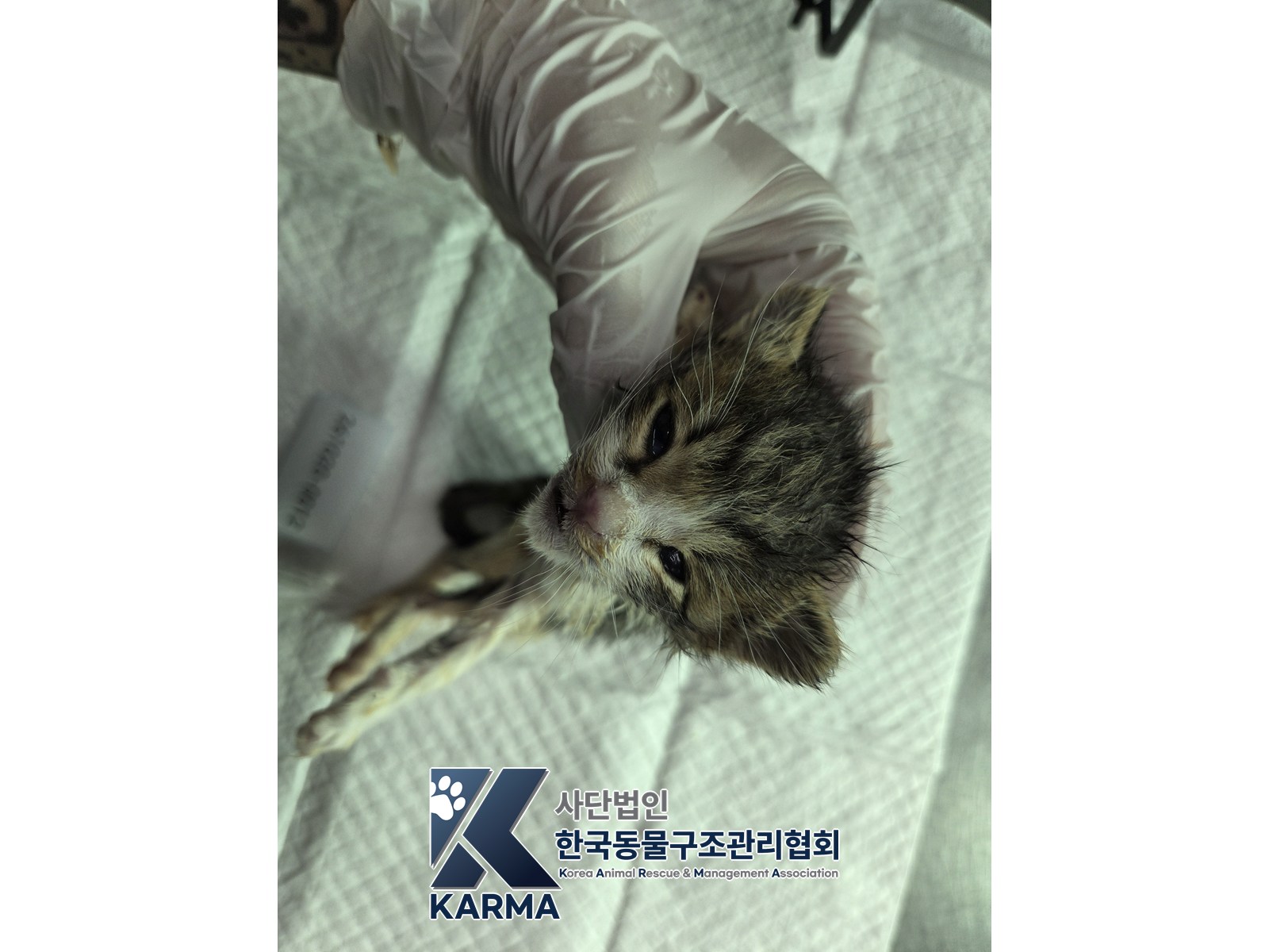 보호 중인 한국 고양이