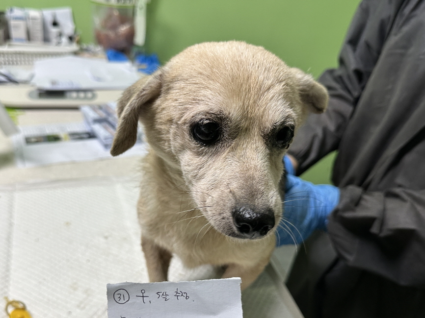 보호 중인 믹스견