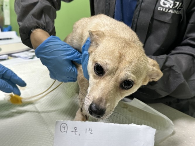 보호 중인 믹스견