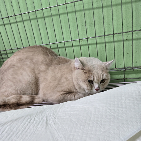 보호 중인 브리티시 쇼트헤어