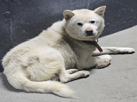 보호 중인 진도견