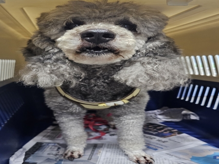 보호 중인 푸들