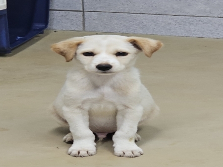 보호 중인 믹스견