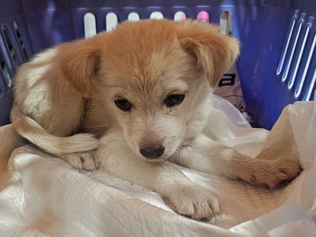 보호 중인 믹스견