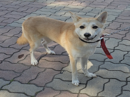 보호 중인 믹스견