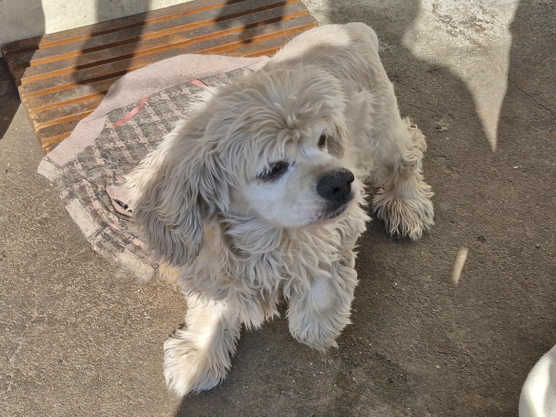 보호 중인 코카 스파니엘