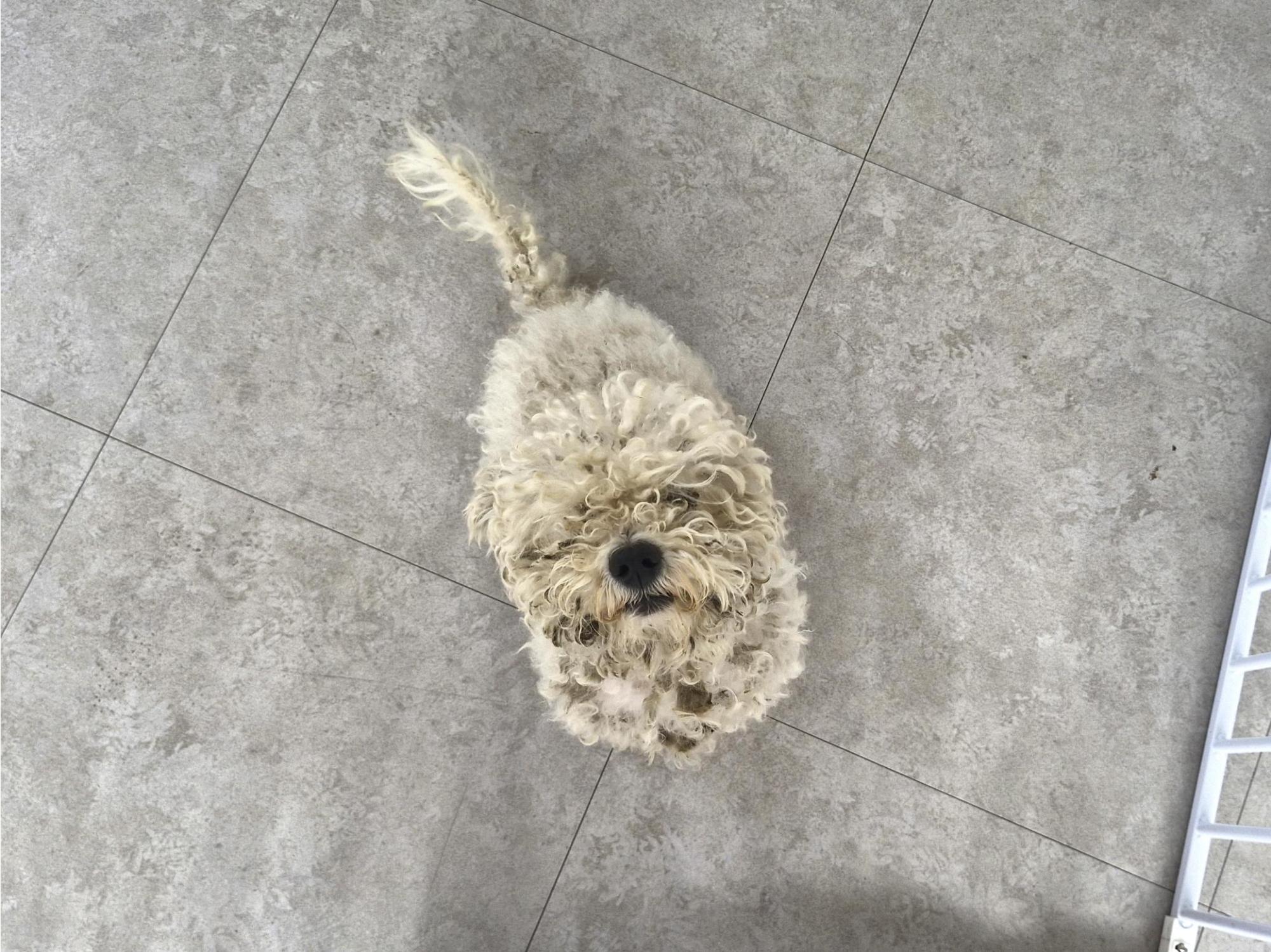 보호 중인 비숑 프리제