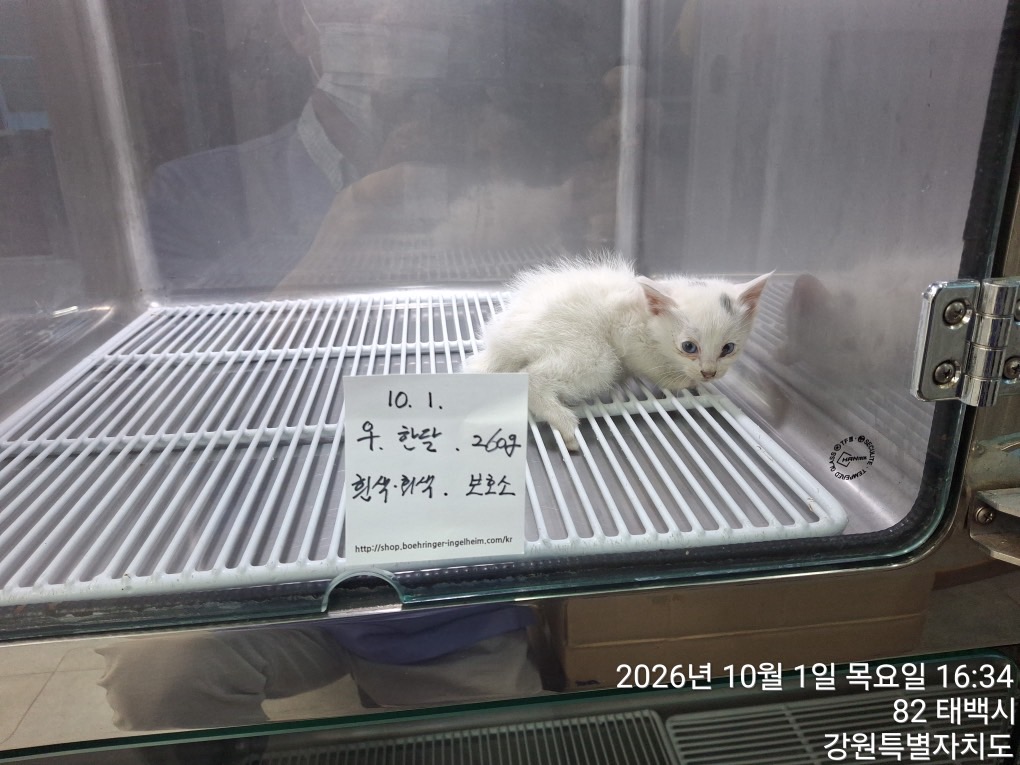 보호 중인 한국 고양이