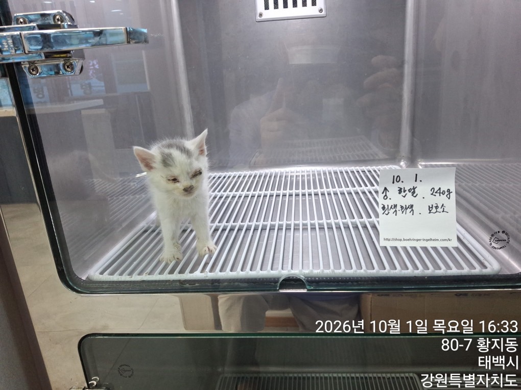 보호 중인 한국 고양이