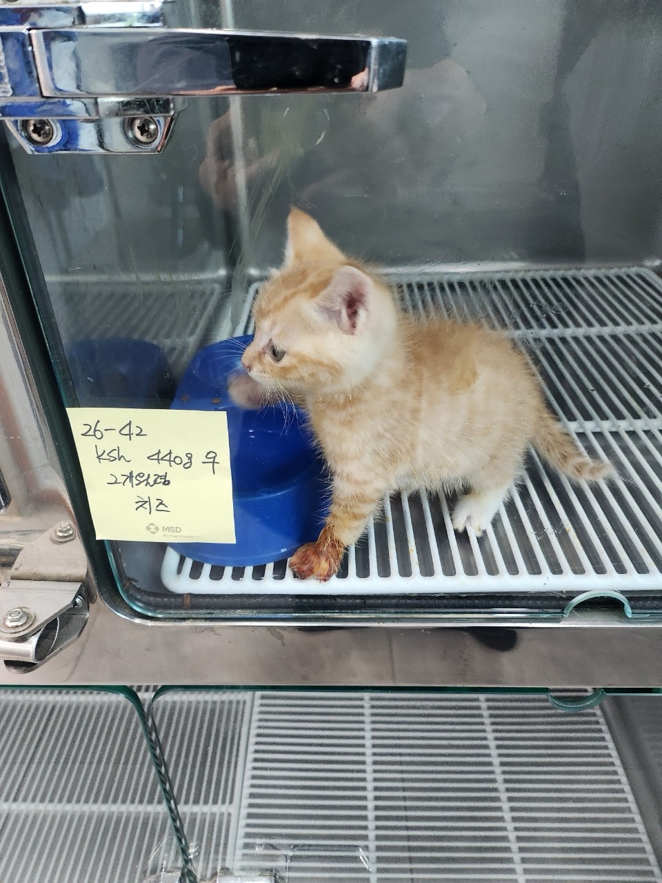 보호 중인 한국 고양이