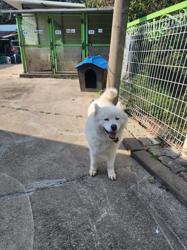 보호 중인 사모예드