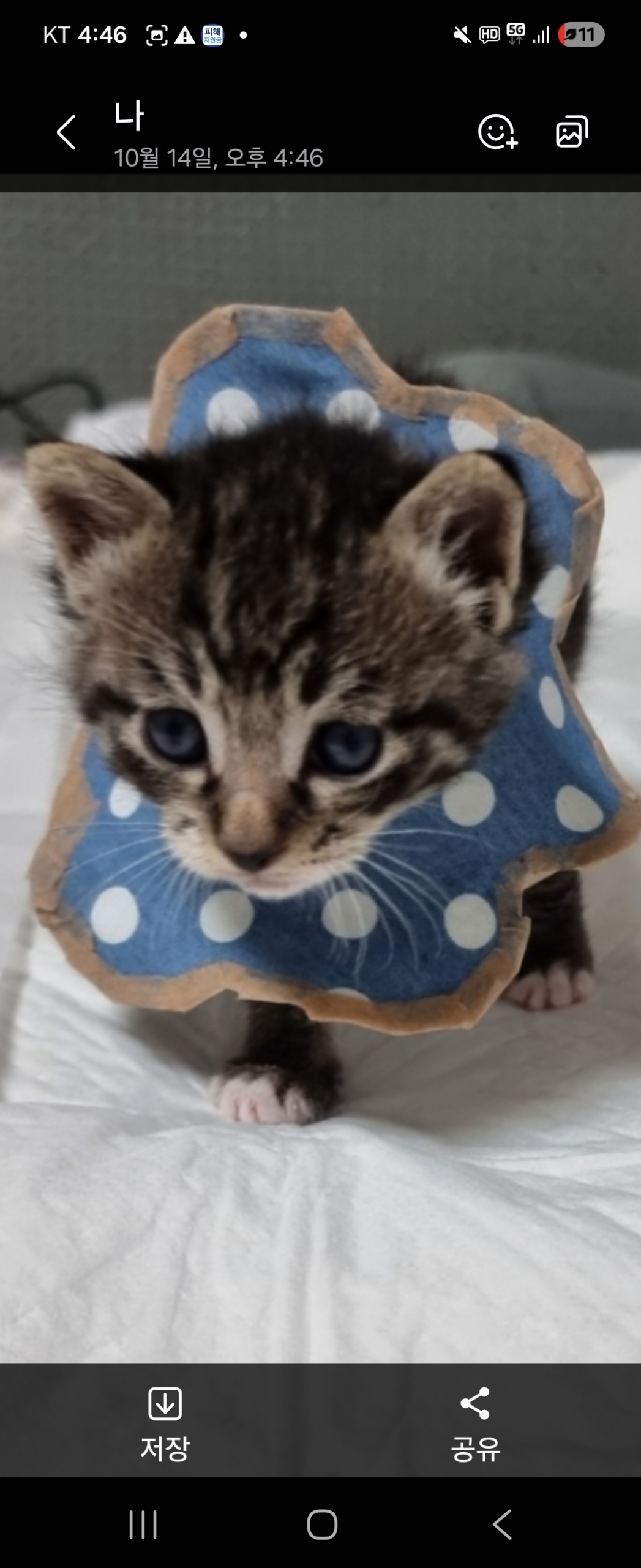 보호 중인 한국 고양이